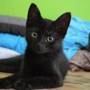 Meet your Posher, Jane